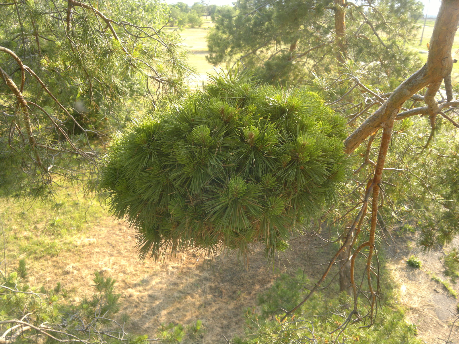 Witch's Broom - My, Witch's Broom, Pine, The photo, Longpost