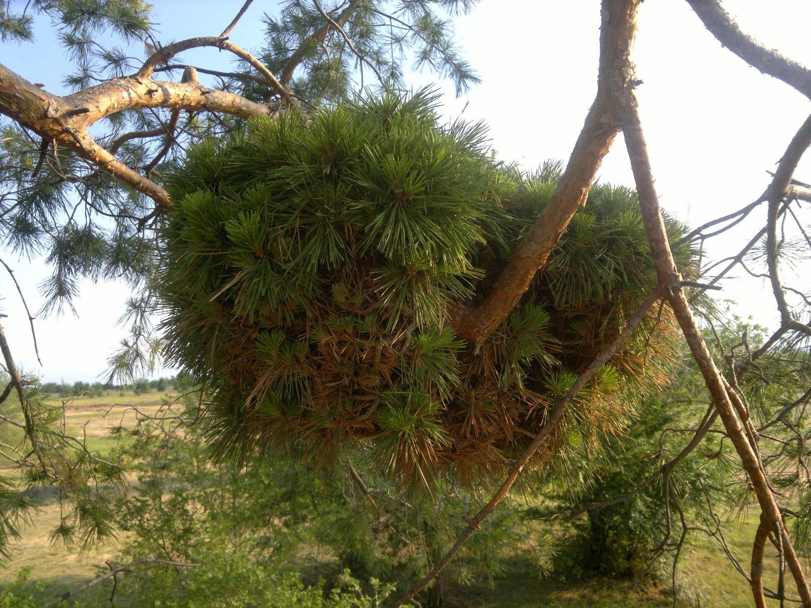 Witch's Broom - My, Witch's Broom, Pine, The photo, Longpost