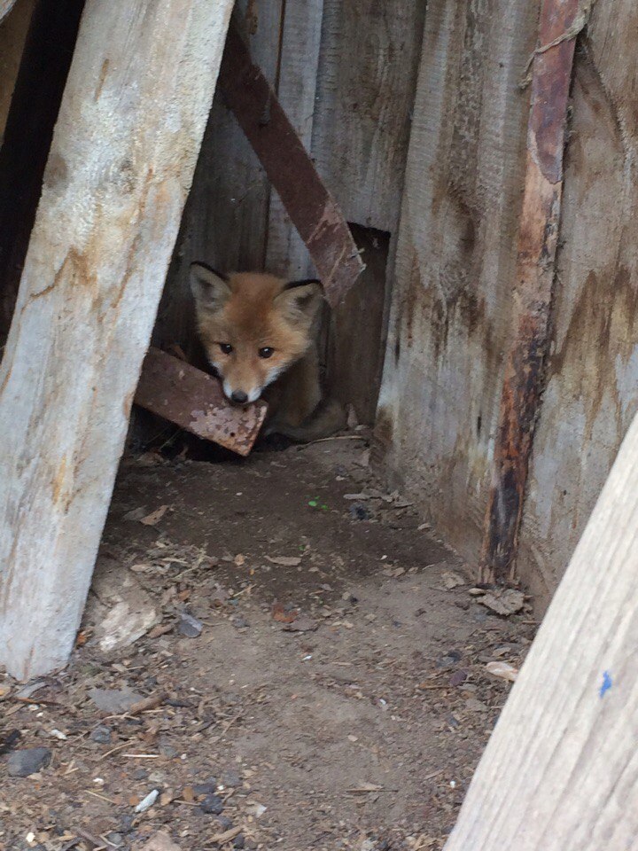 Fox cub in the yard - Fox, Foundling, Wild animals, Longpost, Fox cubs