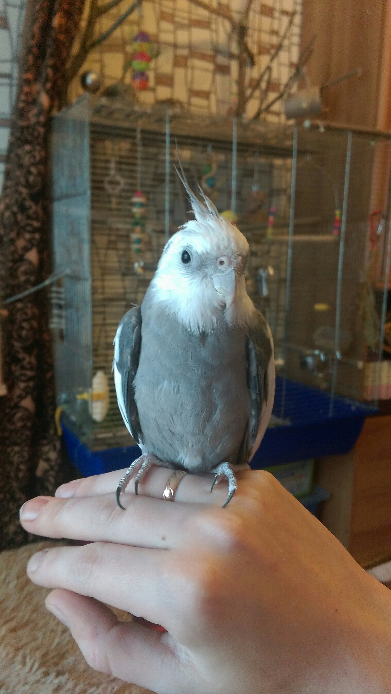 Jack - My, Corella, Birds