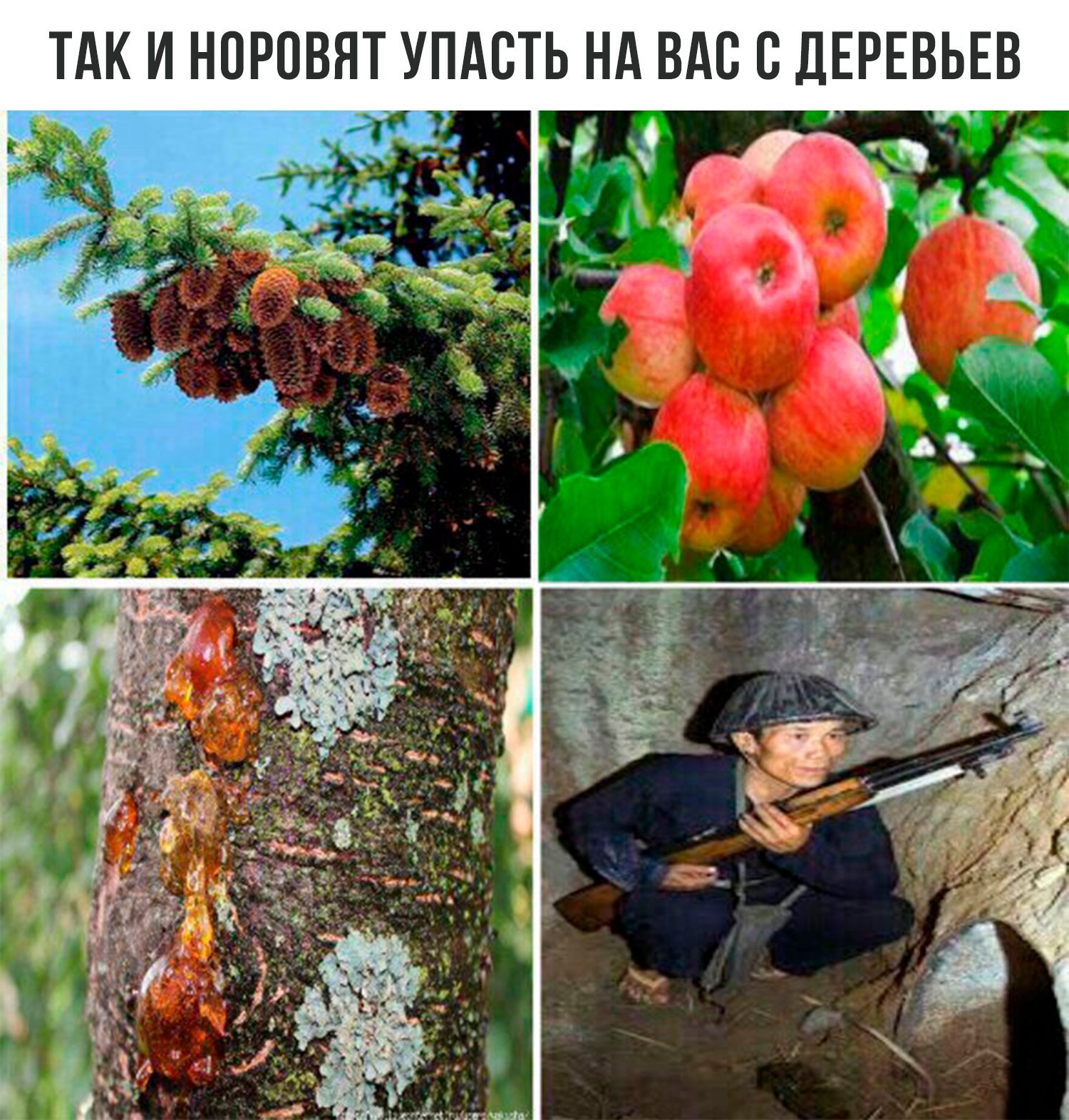 Trees and their fruits - Vietnam, Tree, Humor, , Saved