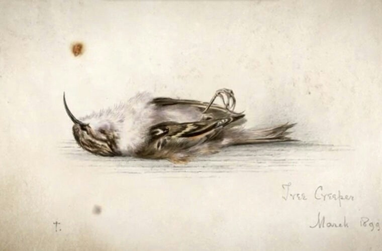 'Message' from deceased Antarctic explorer found at South Pole - South Pole, Drawing, What kind of bird?