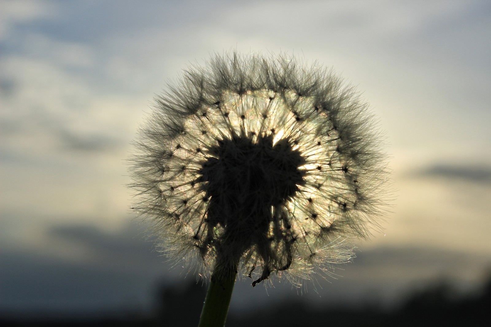 Dandelion - My, Dandelion, Sunset, Критика