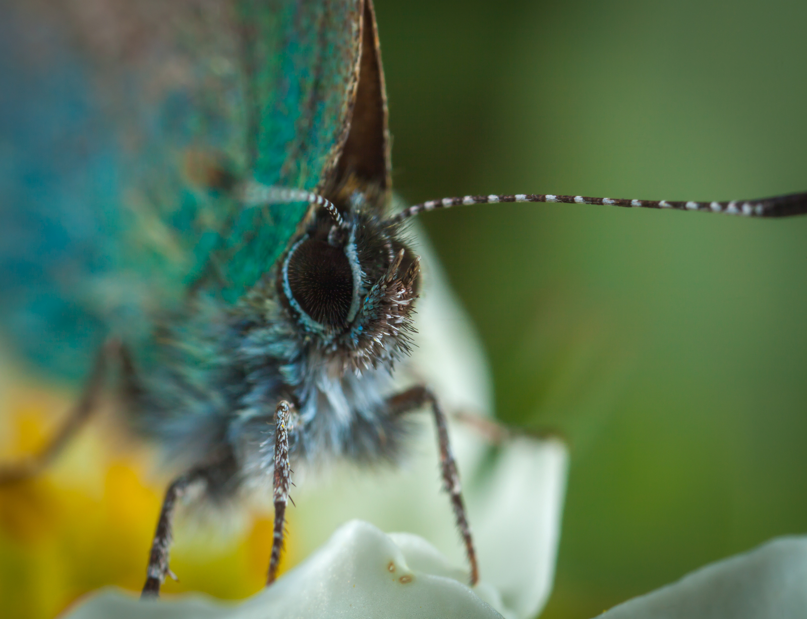 Macro hunting №109 - My, Macro, Butterfly, Wings, Longpost, Macro photography