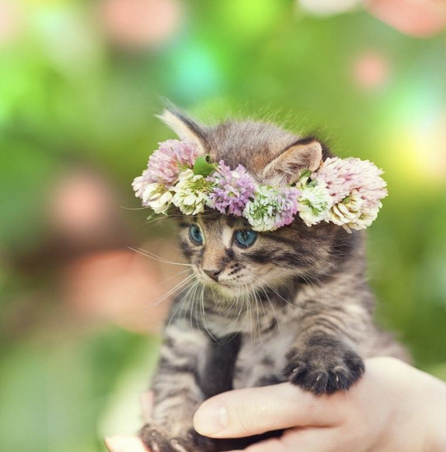 Fluffy charm. - cat, Animals, Wreath, Milota