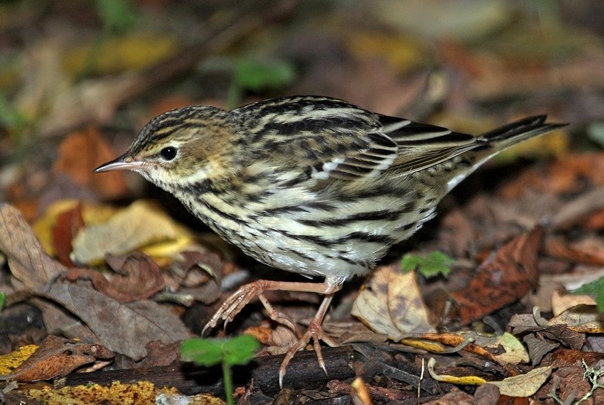 Birds that nest only in Russia - Birds, Ornithology, Red Book, Endemic, Copy-paste, Longpost