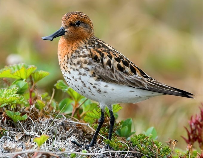 Birds that nest only in Russia - Birds, Ornithology, Red Book, Endemic, Copy-paste, Longpost