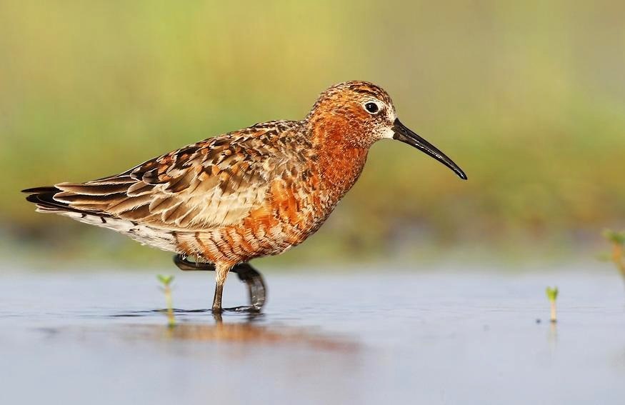 Birds that nest only in Russia - Birds, Ornithology, Red Book, Endemic, Copy-paste, Longpost