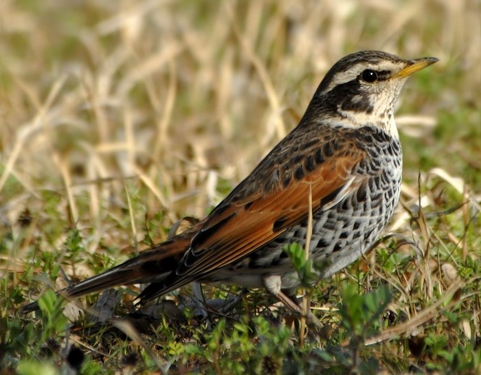 Birds that nest only in Russia - Birds, Ornithology, Red Book, Endemic, Copy-paste, Longpost