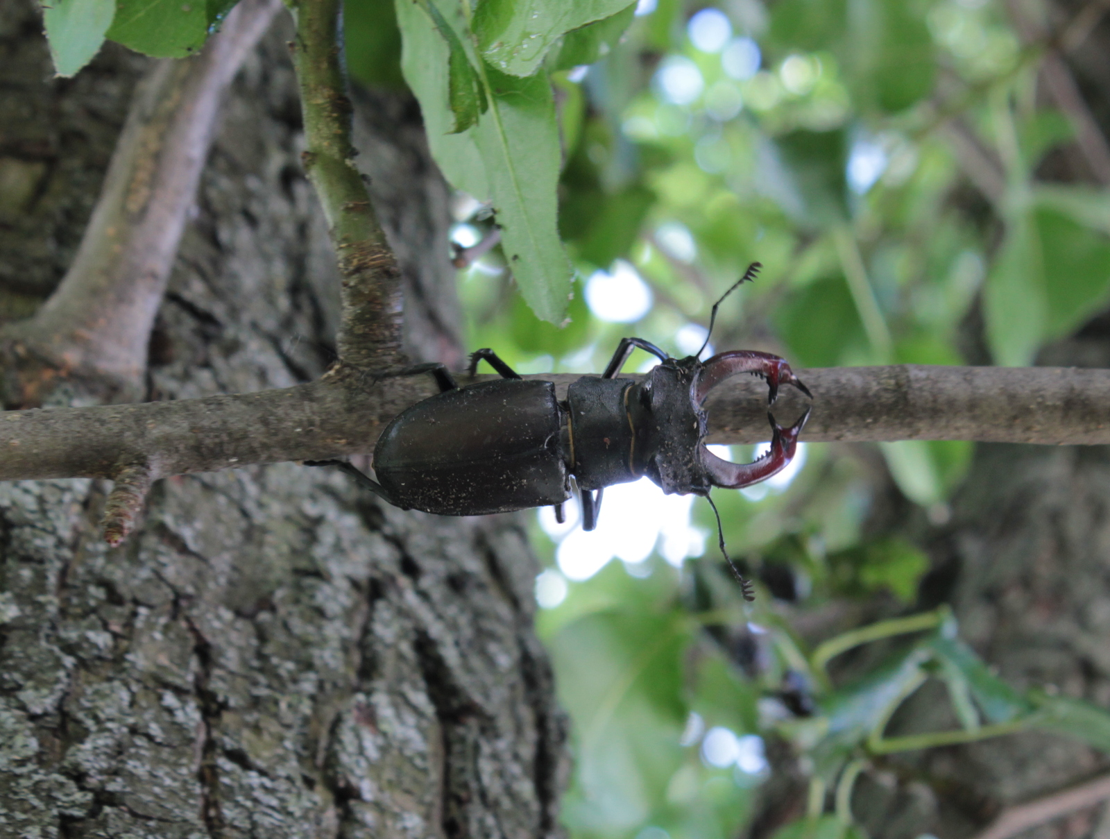 Stag beetle in your feed - My, Deer Beetle, Insects, Lucanus cervus, Longpost