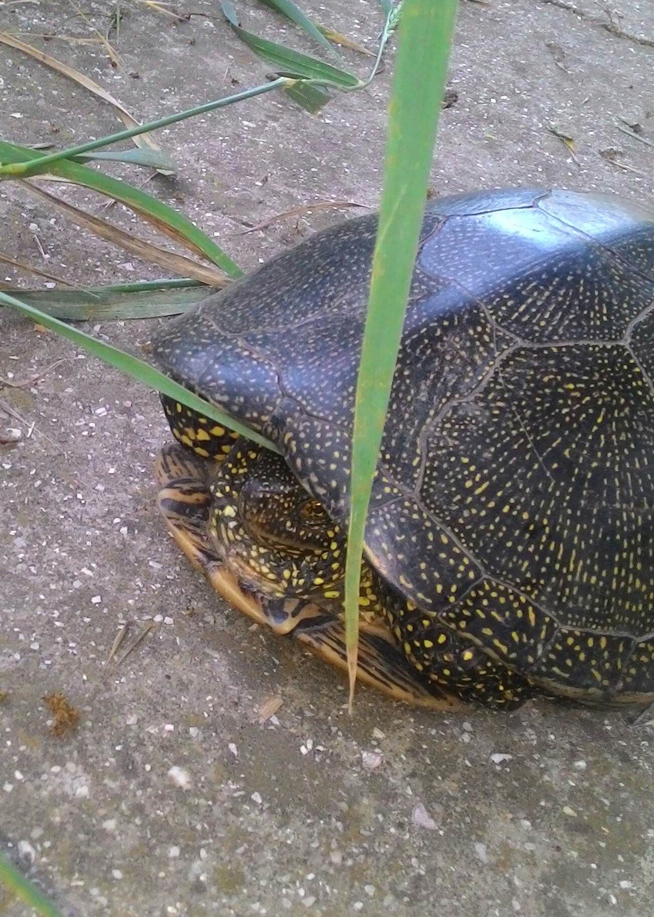 I found such an animal on the street today - My, Turtle, Crimea, Nature, Find, Longpost