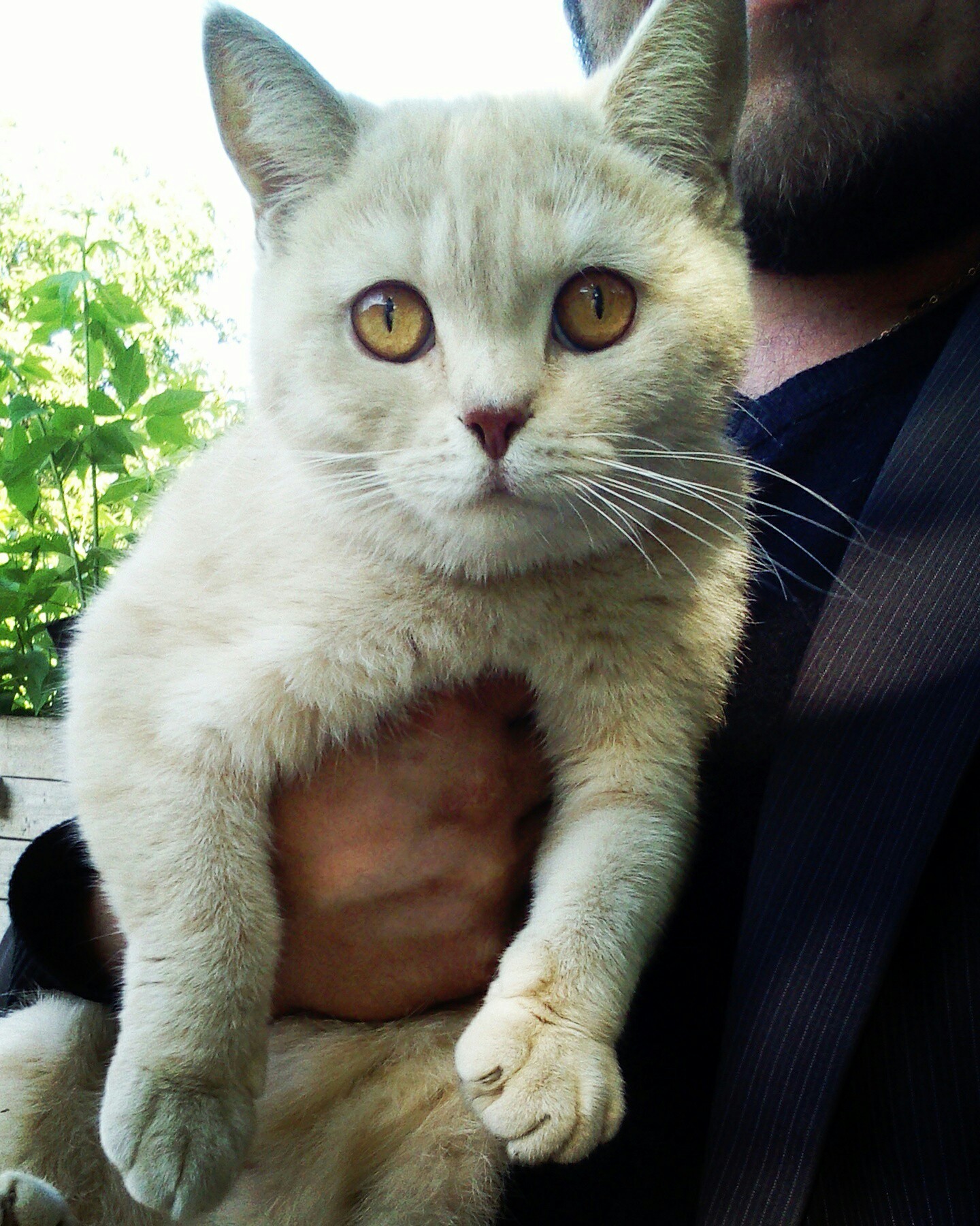 Help with determining nationality - My, cat, Catomafia, Lost, British cat, Scottish lop-eared, Longpost