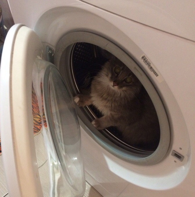 Good way to take a shower - My, cat, Bathroom, Suspicious, Washing