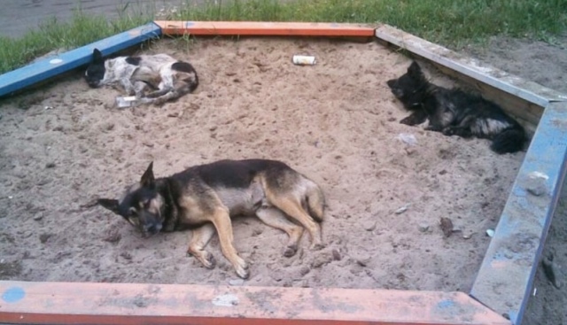 A few words about a stray dog ??in a children's sandbox. - My, The medicine, Worms, Dog, , Longpost, Infectious diseases Hospital