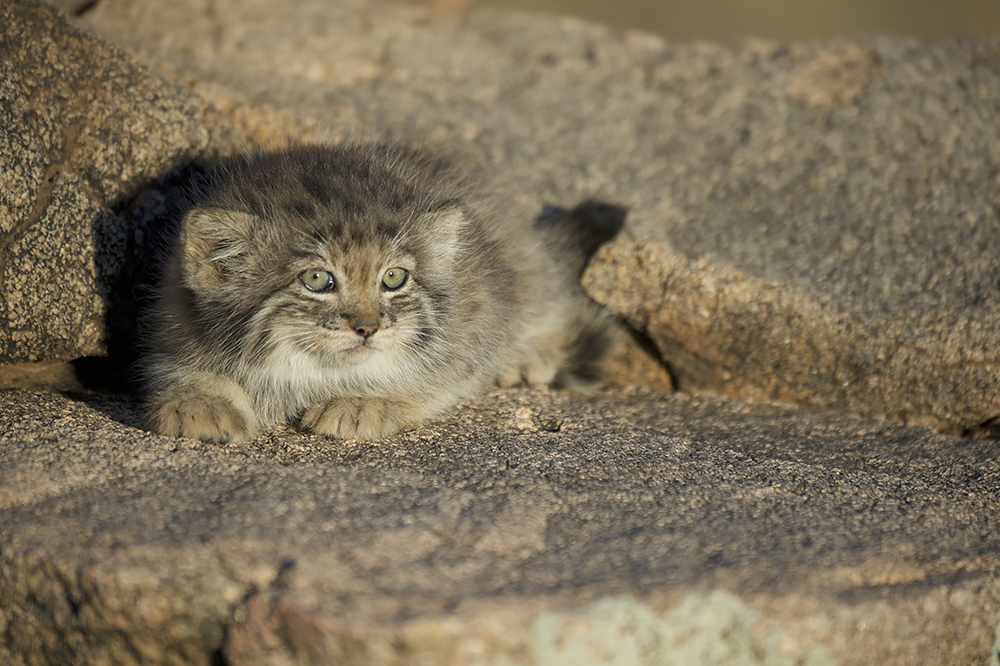 Manulyonok =) - Pallas' cat, Mongolia, Valery Maleev, cat, Small cats, Predatory animals, Wild animals, Young, The photo, wildlife