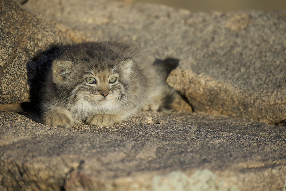 Кот манул фото домашний сколько стоит