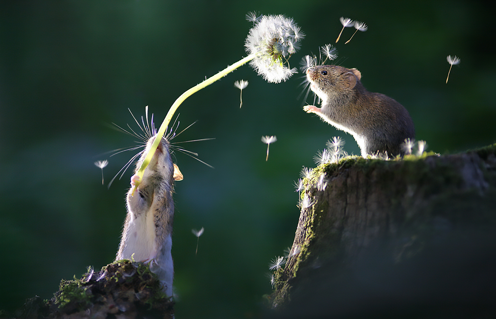 Mouse fun - The photo, Macro, Macro photography, Closeup, , Mouse, Dandelion, Milota