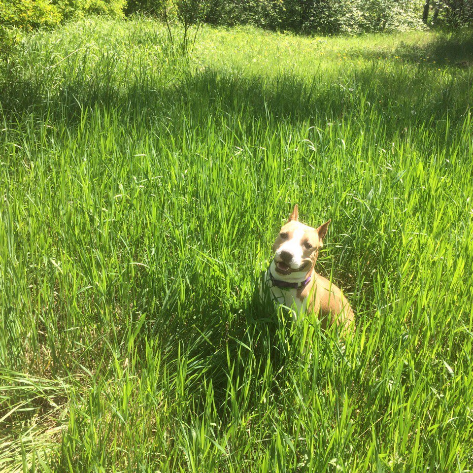 Another dog fun - My, Dog, Amstaff, Best friend, , Longpost