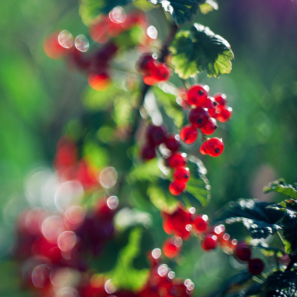 Currant - My, Currant, Summer, Bokeh, Canon