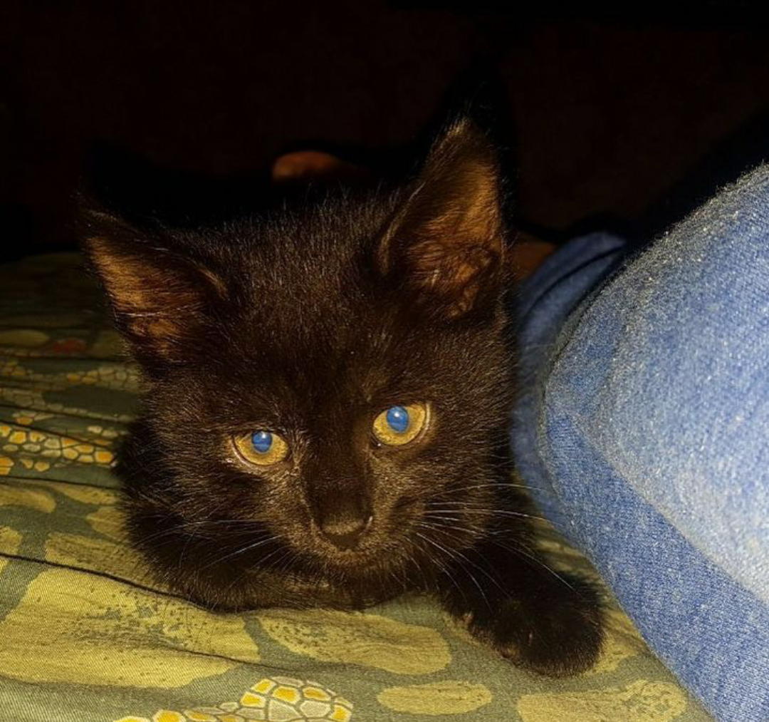 Looking for a home for a baby - My, In good hands, Search, Pet, Longpost, cat, Moscow, Pets