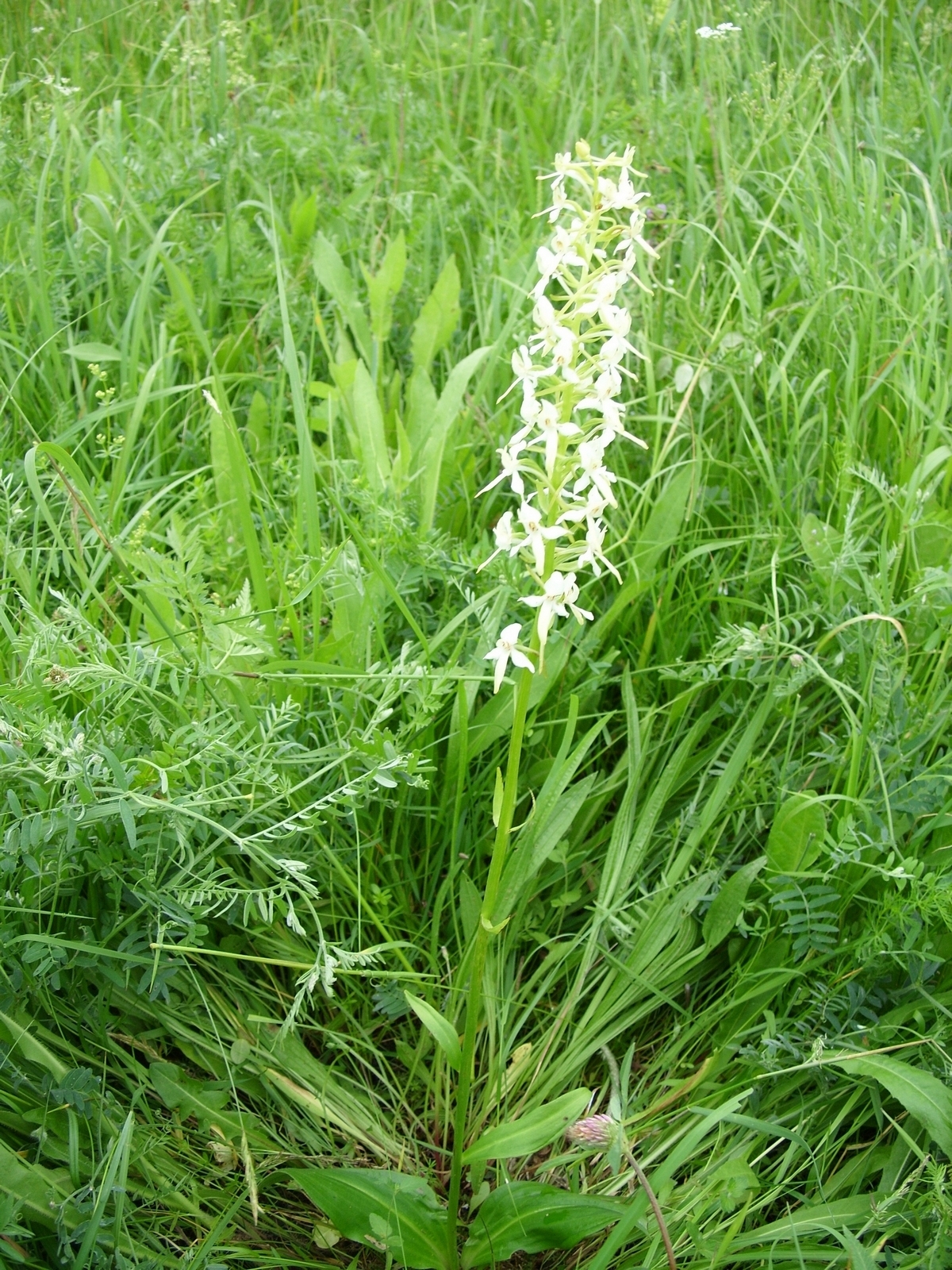 Orchids - very close - My, Orchids, , Kaliningrad region, , Longpost