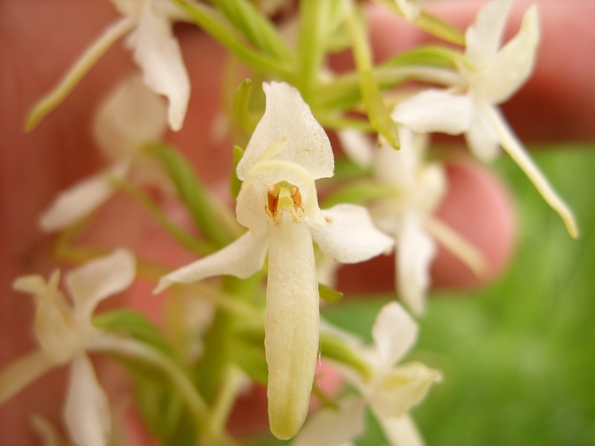 Orchids - very close - My, Orchids, , Kaliningrad region, , Longpost