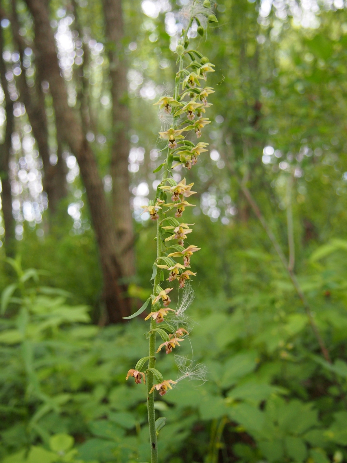 Orchids - very close - My, Orchids, , Kaliningrad region, , Longpost