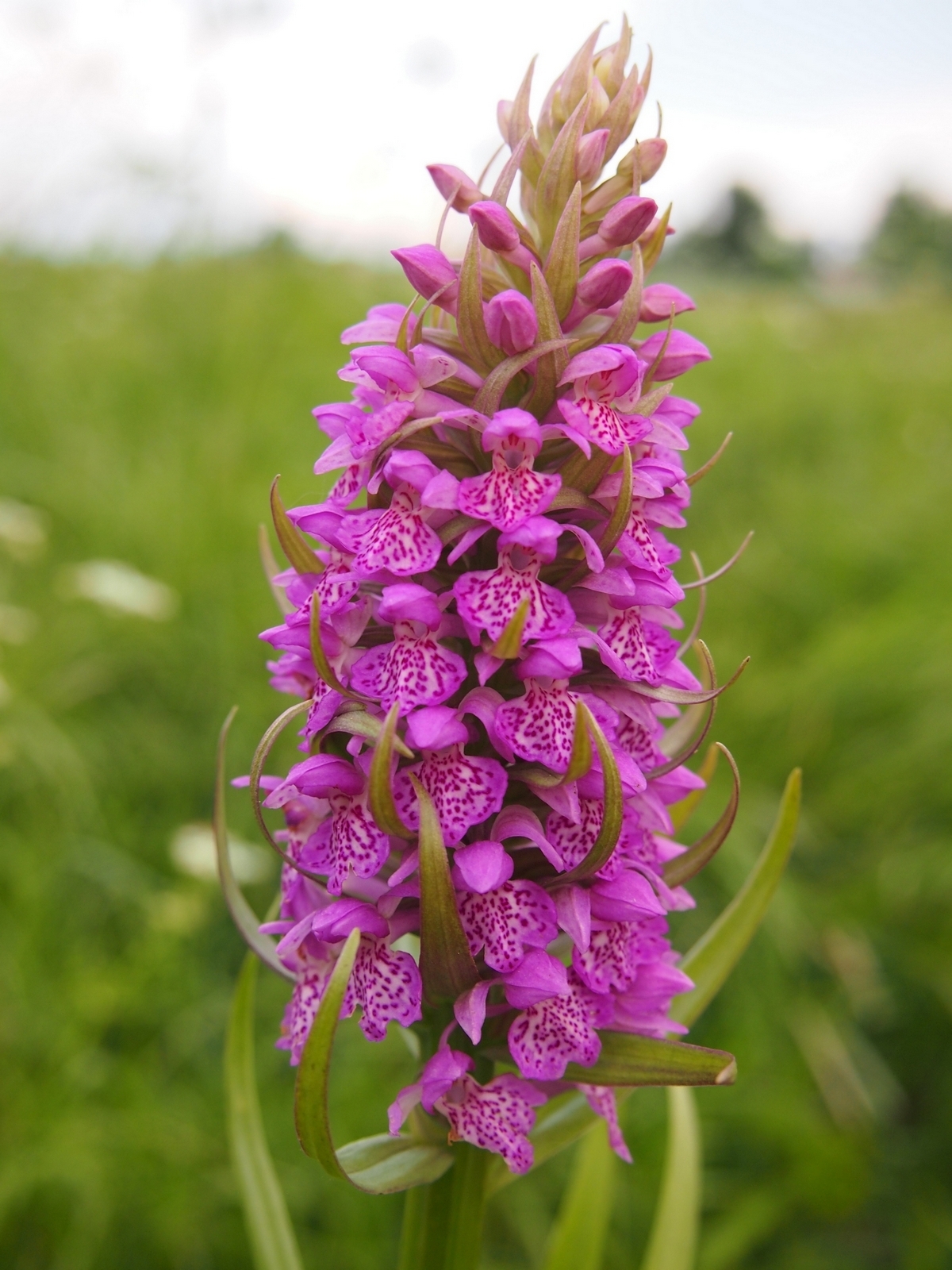 Orchids - very close - My, Orchids, , Kaliningrad region, , Longpost