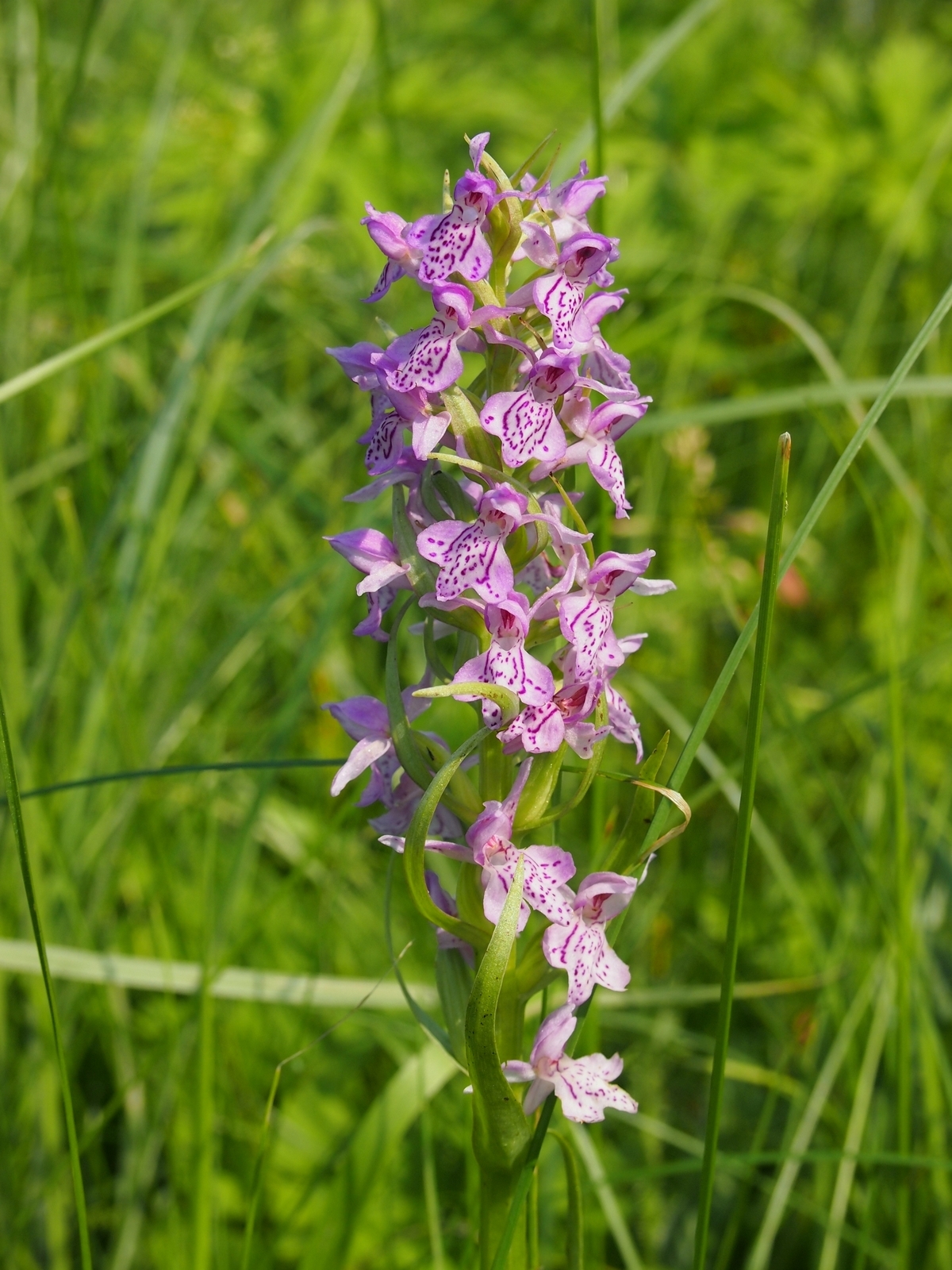 Orchids - very close - My, Orchids, , Kaliningrad region, , Longpost