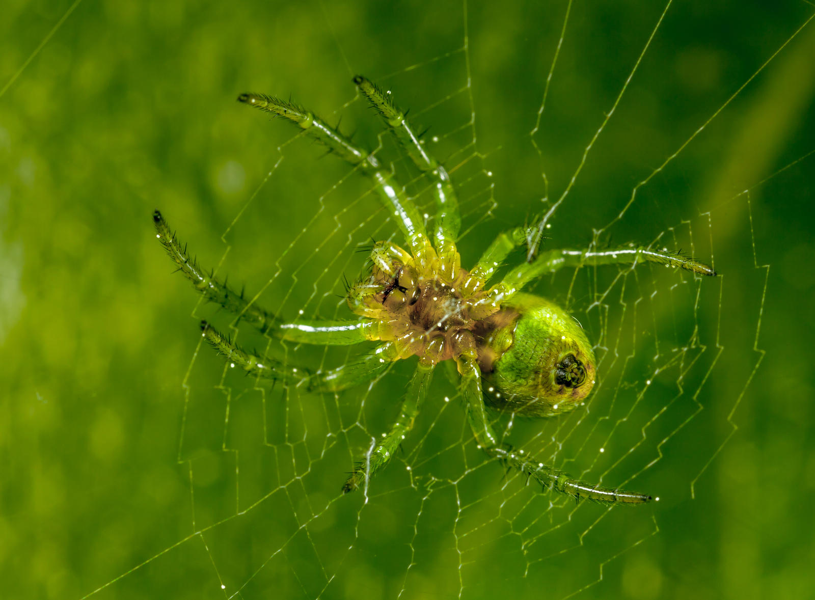 Macro hunting №111 - My, Macrohunt, Macro, Муха, Arachnida, Жуки, Caterpillar, Flowers, Longpost, Macro photography