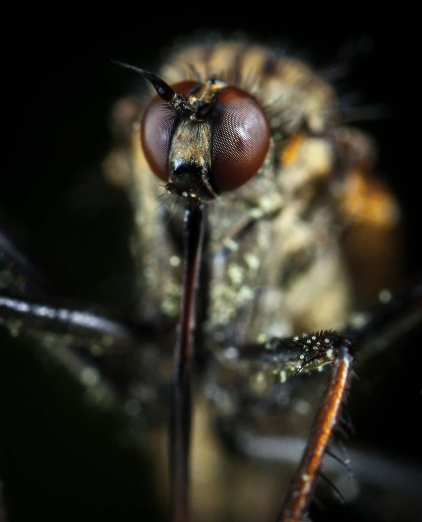 Macro hunting №111 - My, Macrohunt, Macro, Муха, Arachnida, Жуки, Caterpillar, Flowers, Longpost, Macro photography