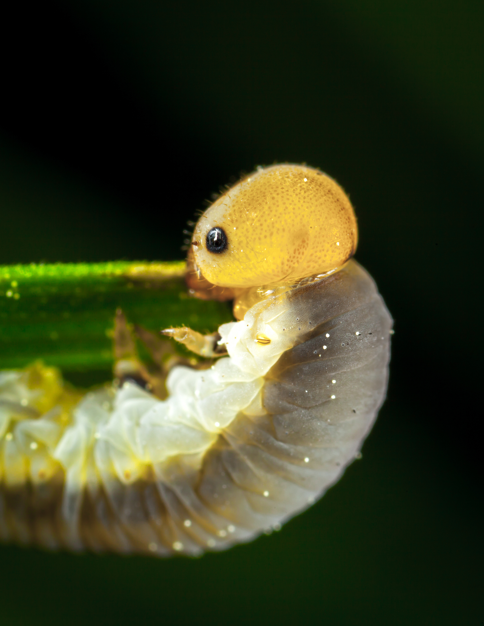 Macro hunting №111 - My, Macrohunt, Macro, Муха, Arachnida, Жуки, Caterpillar, Flowers, Longpost, Macro photography