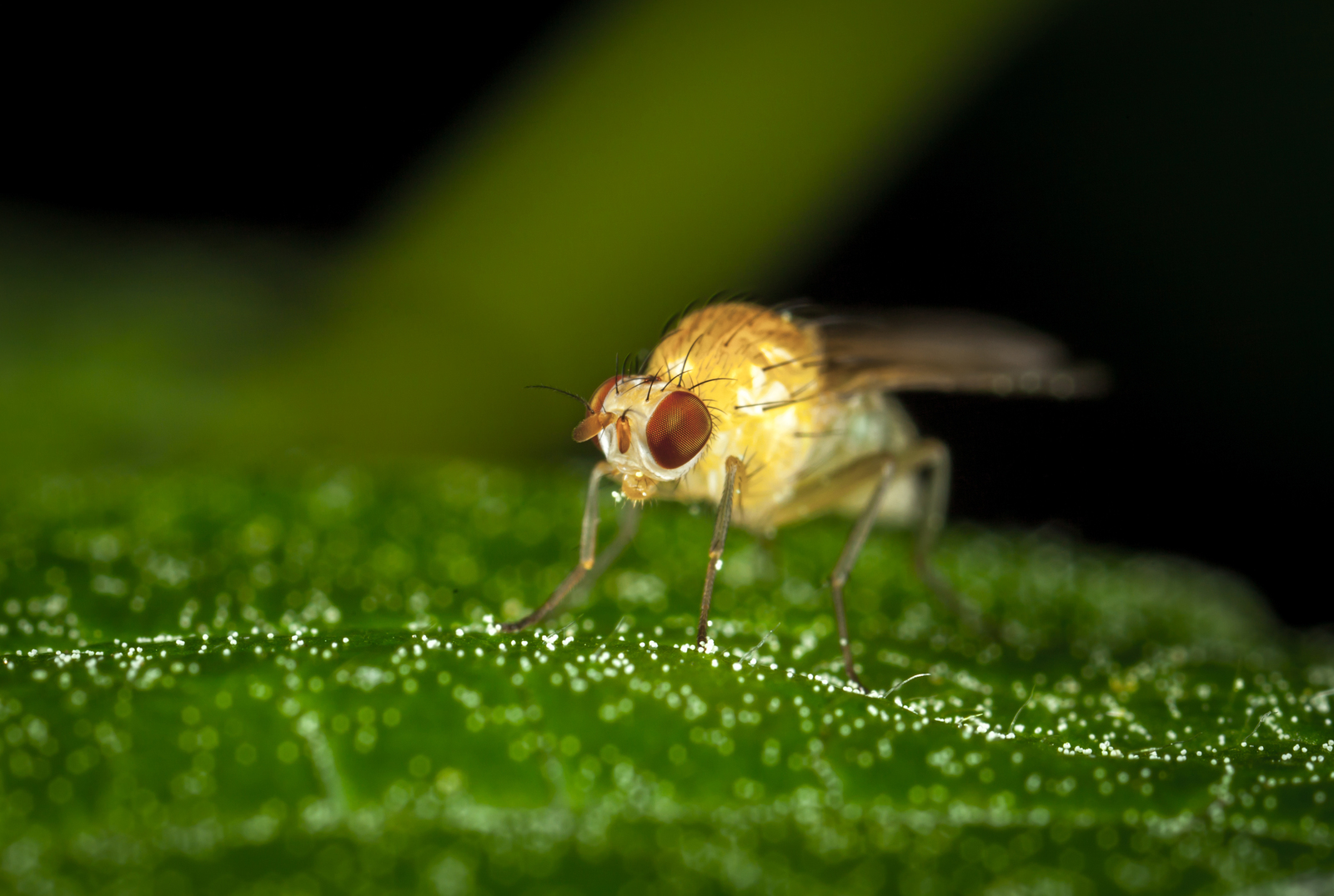 Macro hunting №111 - My, Macrohunt, Macro, Муха, Arachnida, Жуки, Caterpillar, Flowers, Longpost, Macro photography