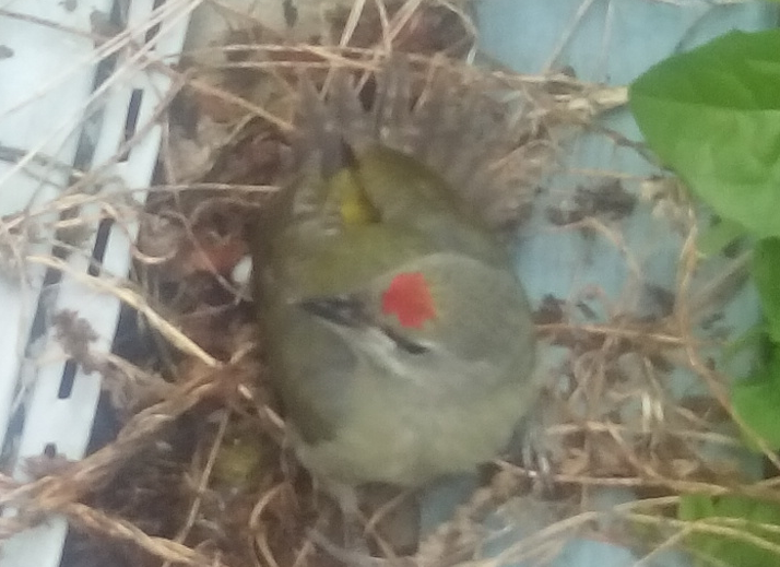 Green Woodpecker - My, Birds, Green Woodpecker, Chick