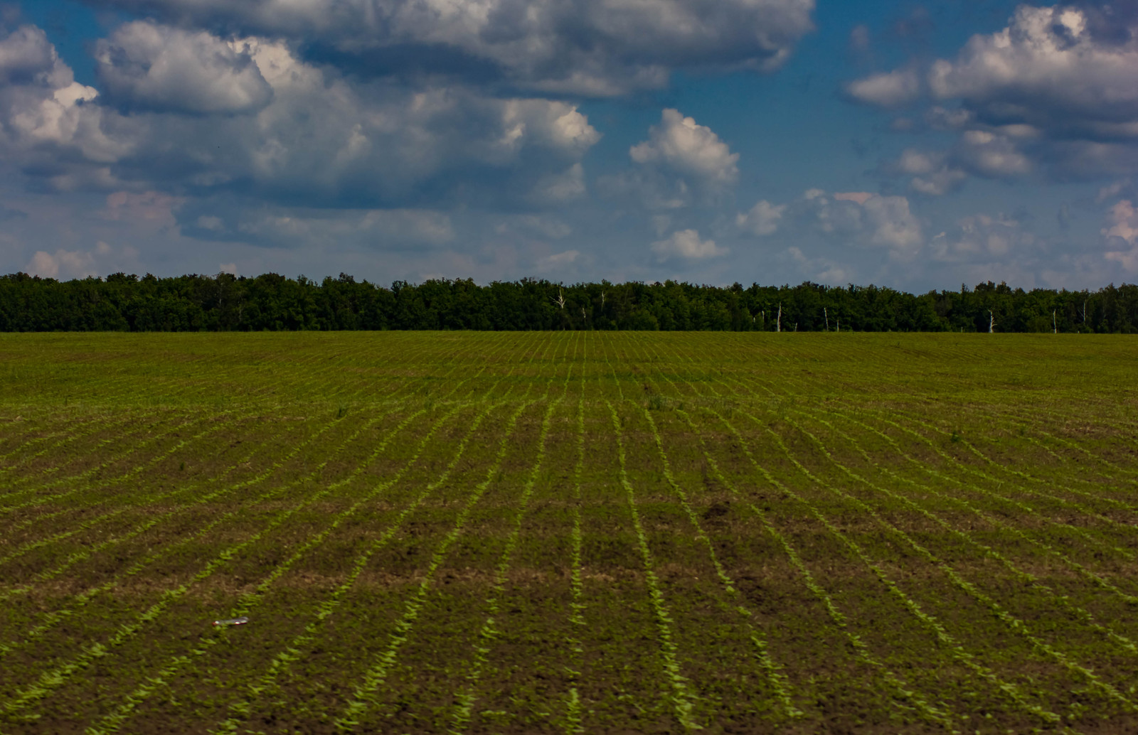 The beauty of the Samara region - My, My, Canon, Samara Region, Summer, Volga river, Volga, Longpost, River