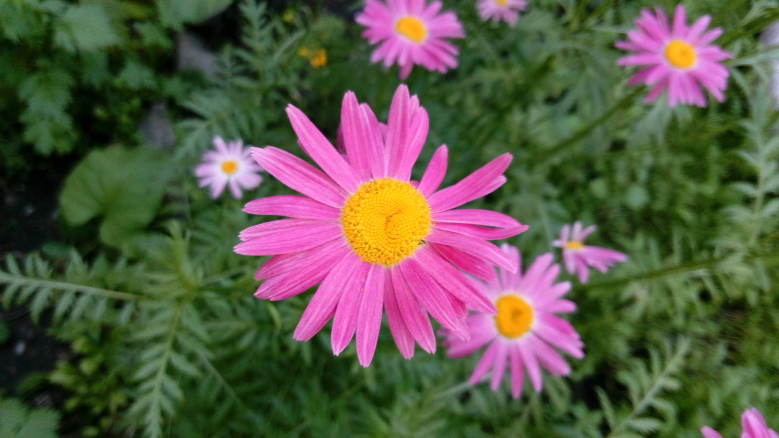 Everything is flowering - My, Flowers, Summer, Longpost