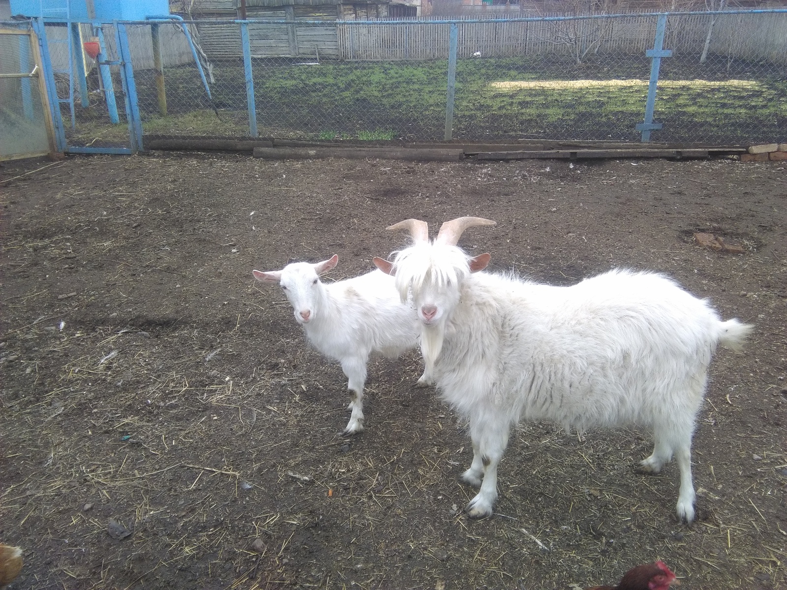 The first guy in the village - My, The photo, Goat, Village, Handsome men