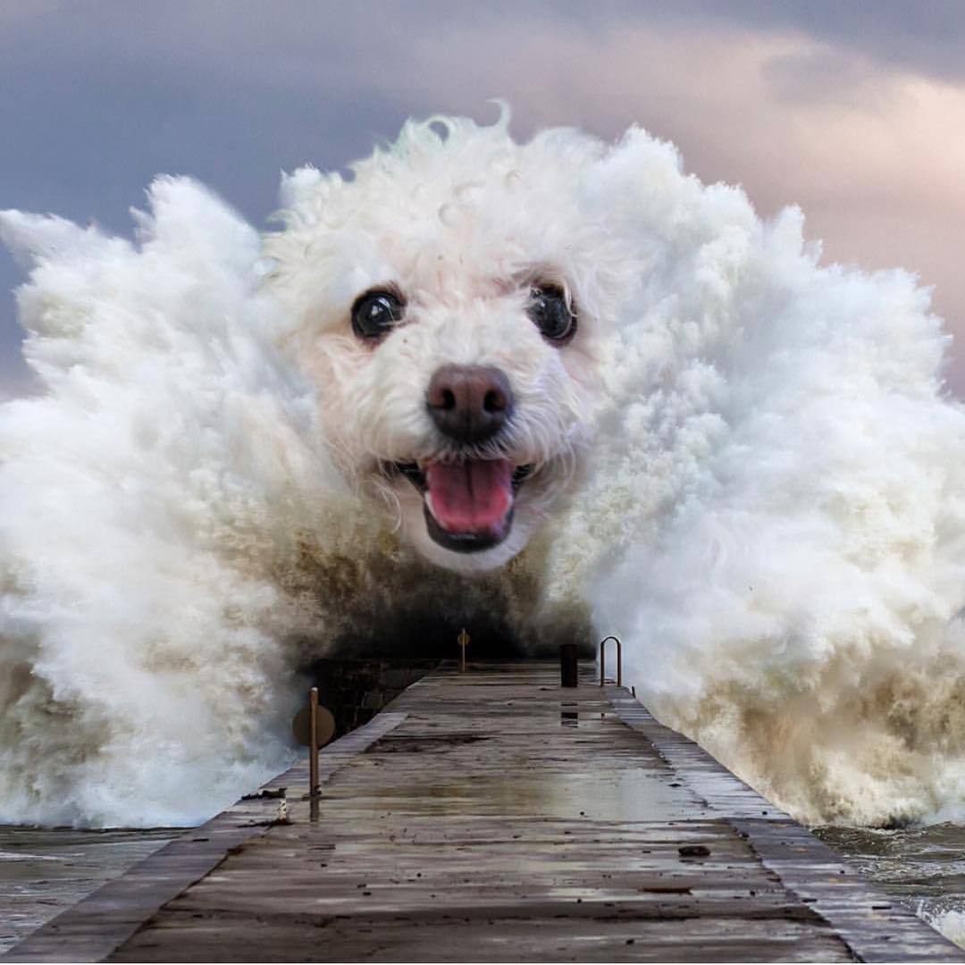 When the author's fantasy is all right - Art, Animals, Dog, Wave