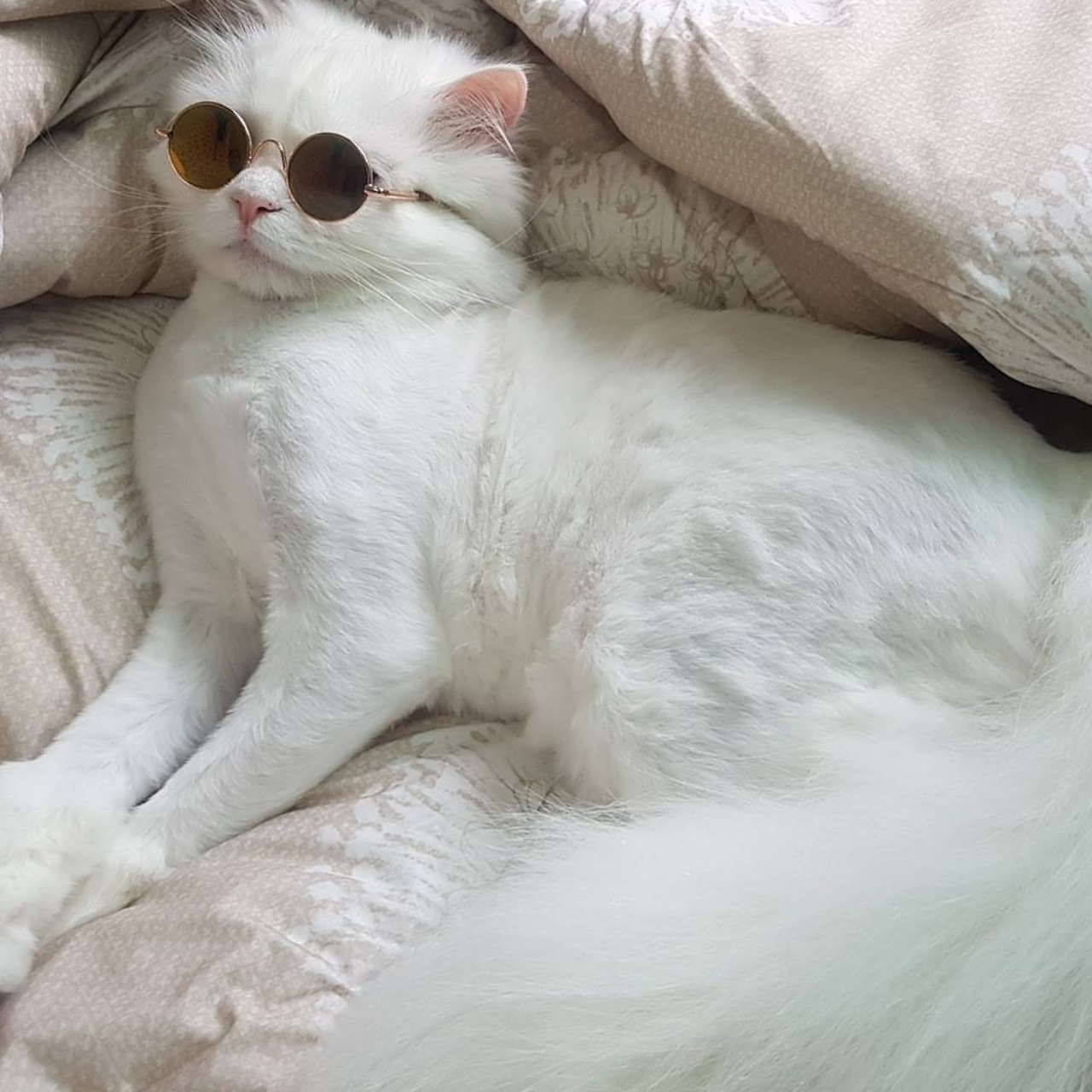 cat with glasses - White, In contact with, Writing, Longpost, cat