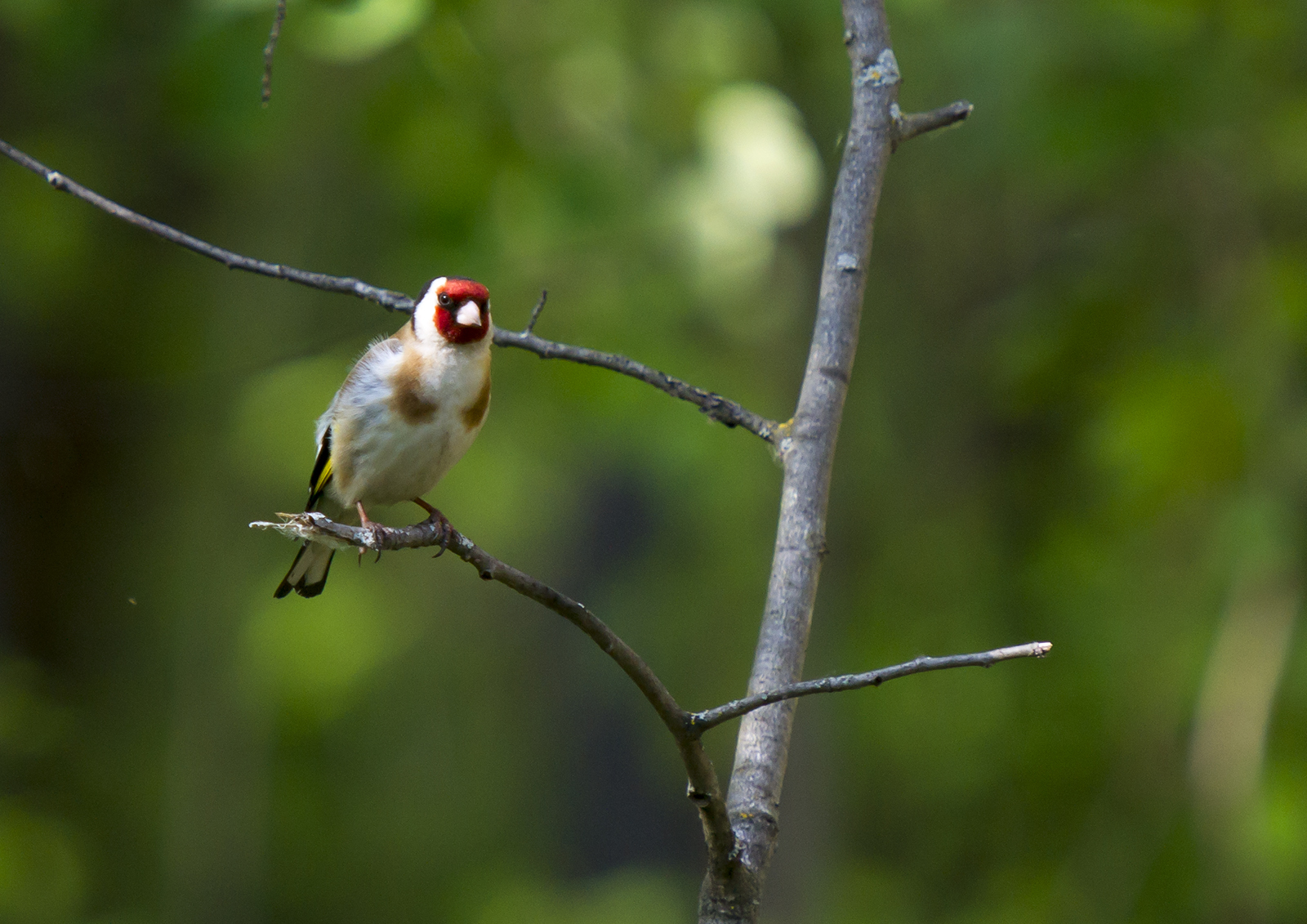 These are the parrots we fly. - My, Photo hunting, wildlife