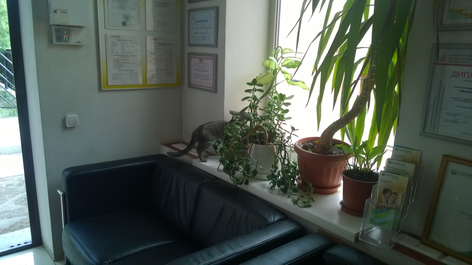 I sat at work, did not touch anyone, and then a client came - My, cat, Clients, Milota, Cats and kittens