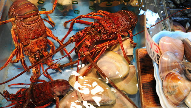 Italian court bans keeping lobsters on ice - Italy, Court, Lobster, Jurisprudence