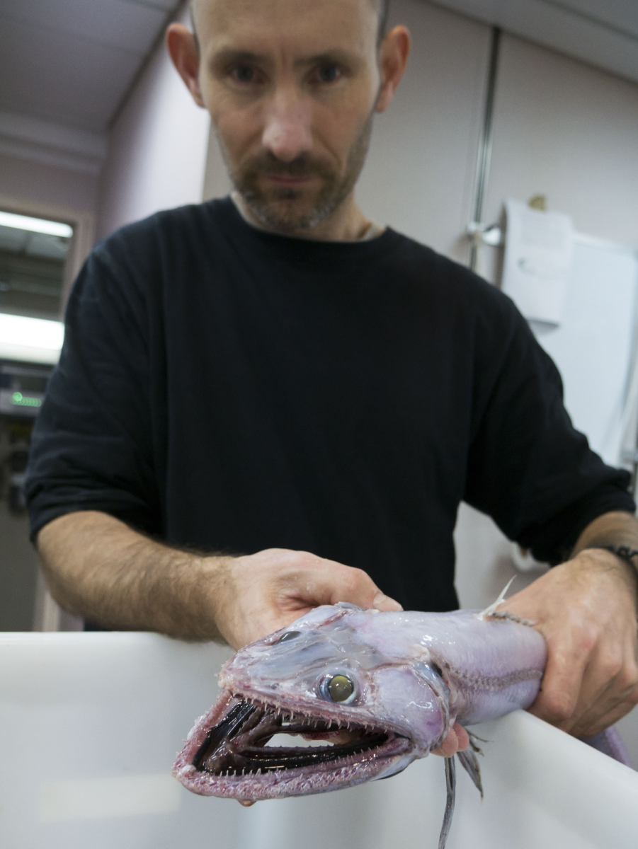 The most terrifying species of ichthyobiologist discovered in Australia. - Hair on the arms, Gifts of the sea