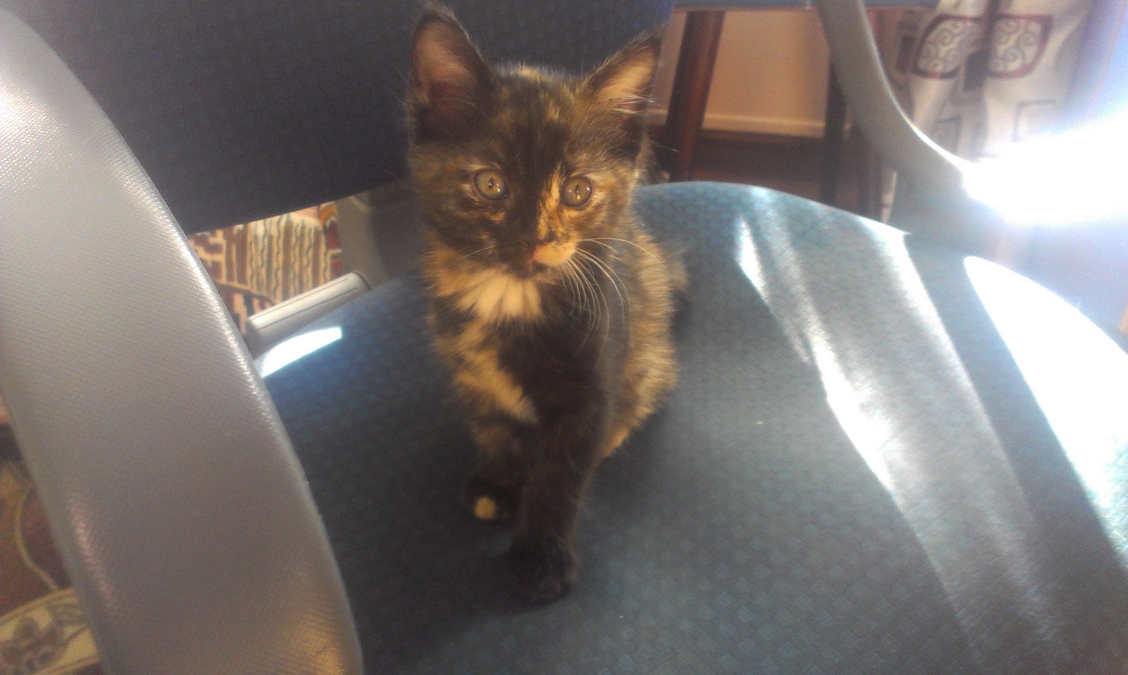 Arkhangelsk: Adopt a kitten. - My, Good league, , Arkhangelsk, cat