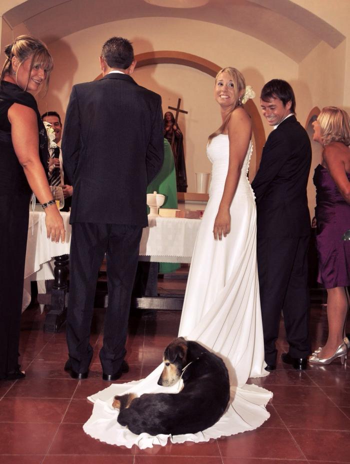 The floor is cold - Wedding, Dogs and people, Dog