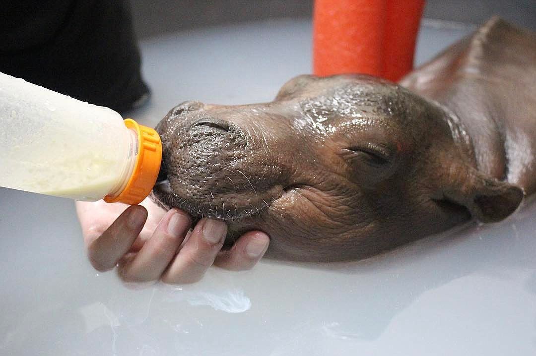 Newborn Hippo - hippopotamus, Baby, , The photo, Milota