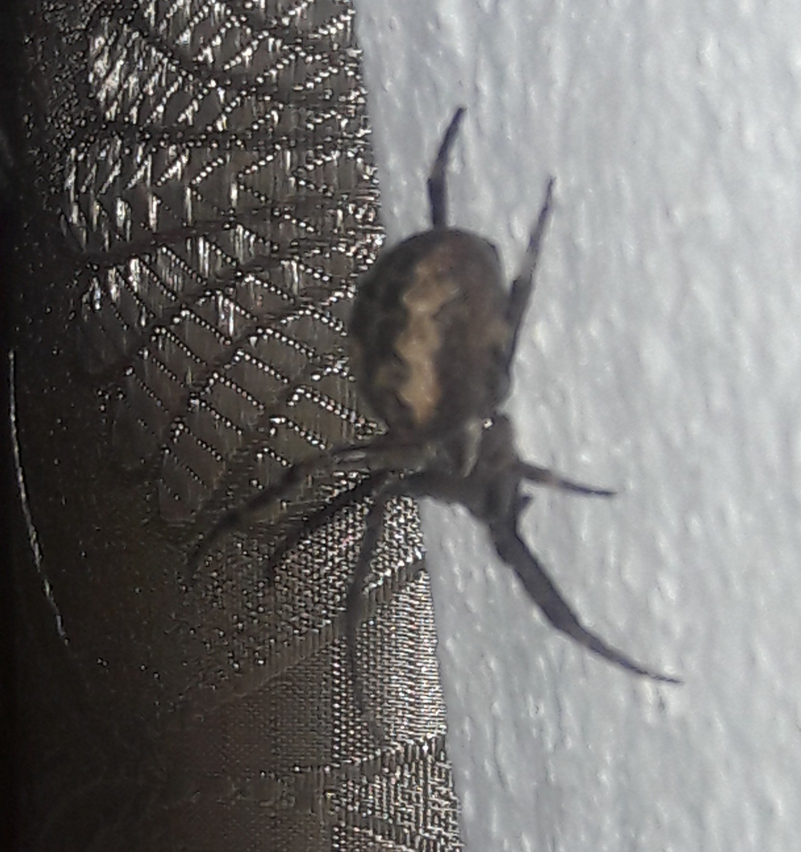 Garden insects. Who is it? - Spider, Who is this?, Arachnophobia, Longpost