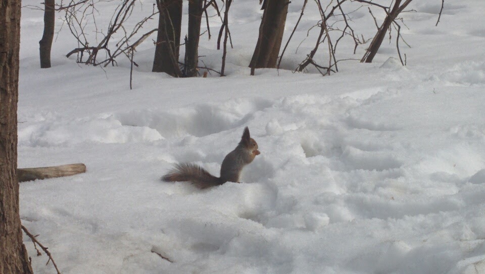 Squirrel in the snow - My, Squirrel, Snow, Terletsky Park