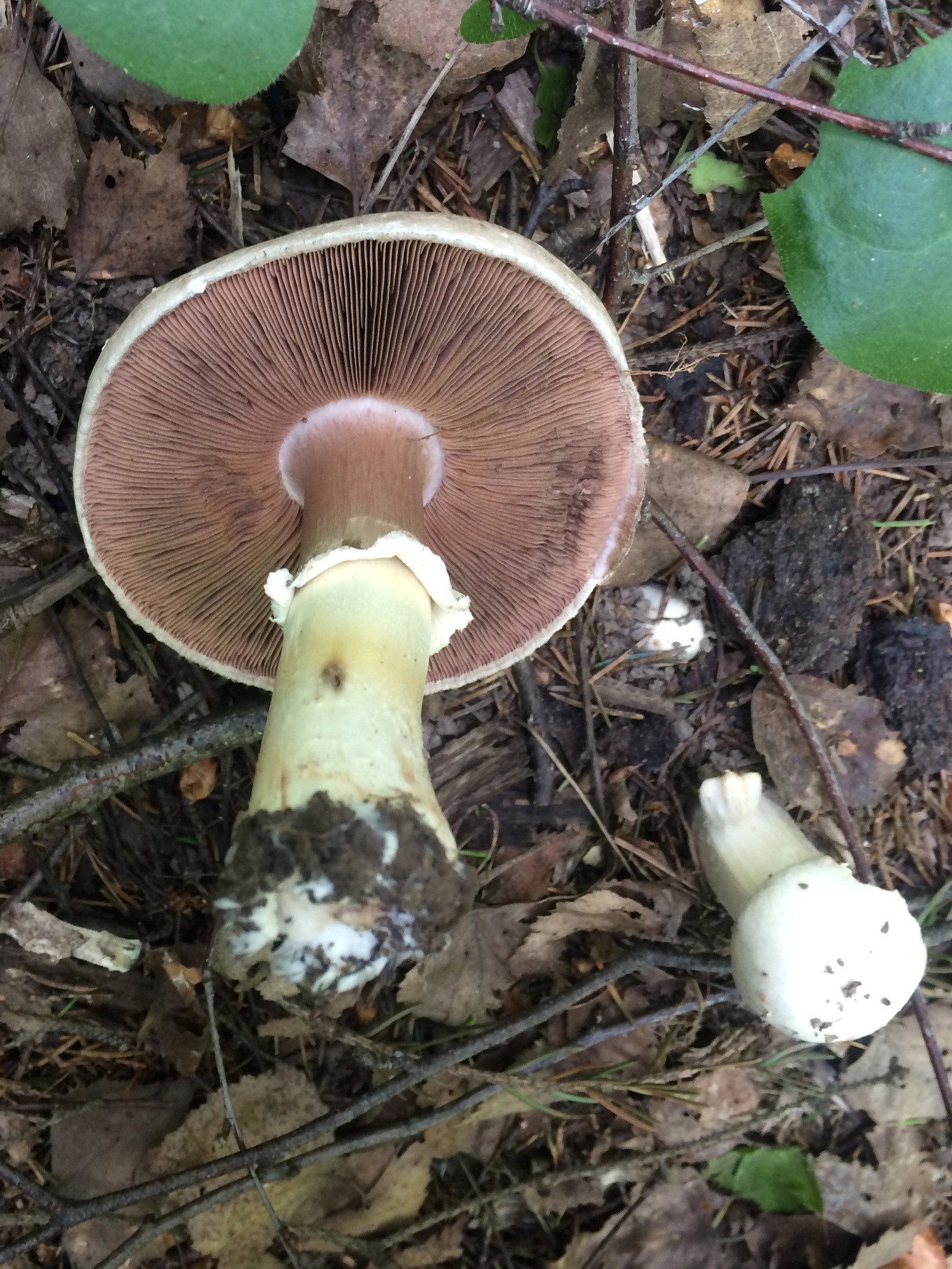 Шампиньоны - съедобные грибы