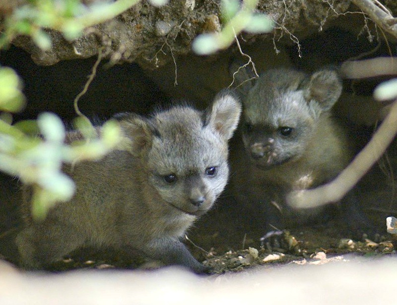 Big-eared fox cubs at Zoo Krefeld (Germany) - Big-eared fox, Longpost, Animals, Fox, Fox cubs